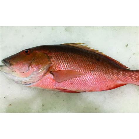 Pargo colorado .